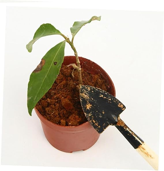 EZ LIVING 3PCS Set Plant kit Horticulture Tool Gardening Kit Gardening Tool Planting Kit Suite Small Shovel Three Piece Suit Outdoor Wooden