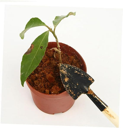 EZ LIVING 3PCS Set Plant kit Horticulture Tool Gardening Kit Gardening Tool Planting Kit Suite Small Shovel Three Piece Suit Outdoor Wooden